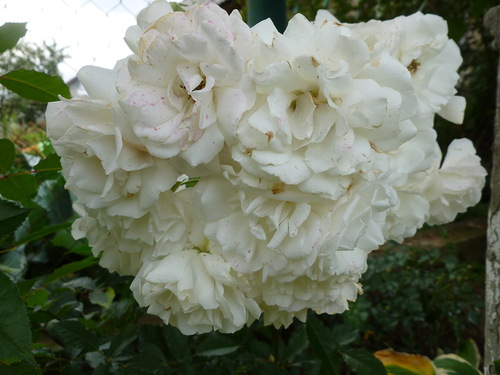 Роза «Свани»