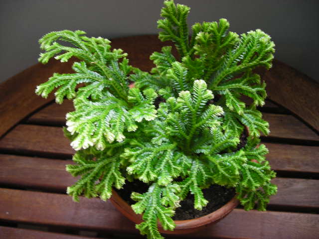 Комнатное растение селагинелла