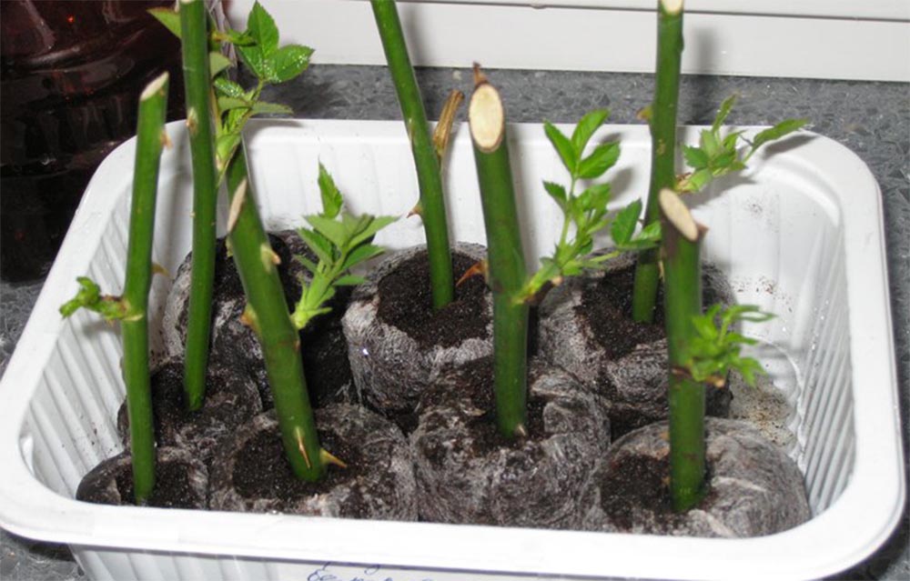 Как размножить розу Абрахам Дерби