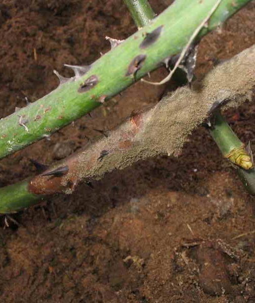 Серая гниль на розах