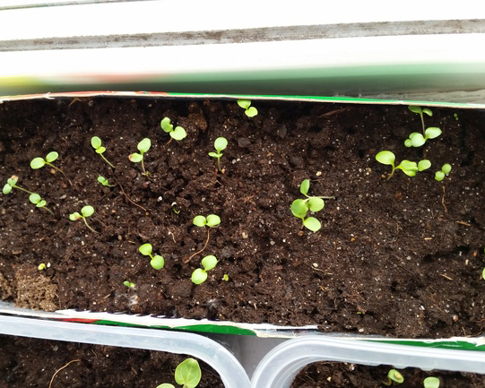 Лакфиоль всходы