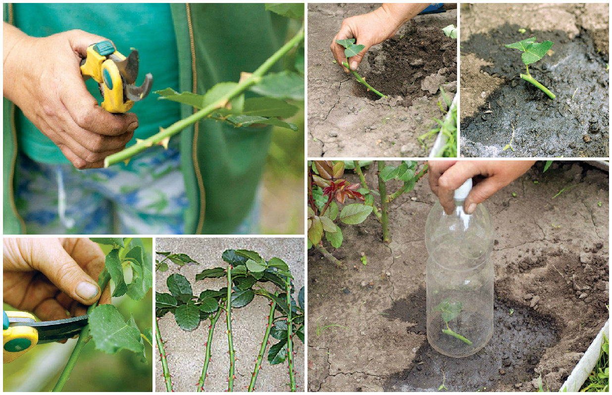 Размножение роз