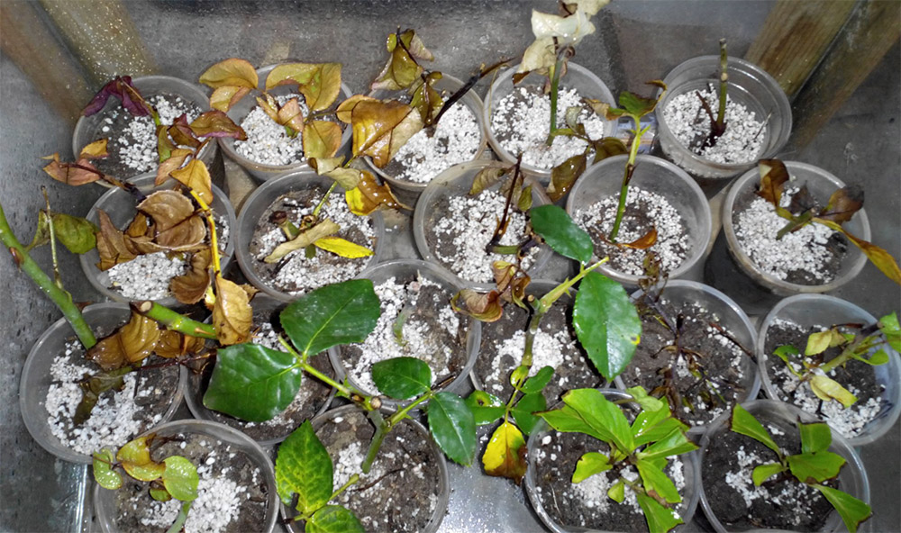 Размножение розы Ред Эден Розе