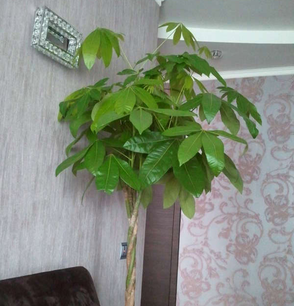 Обрезка пахиры