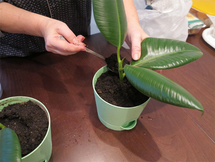 Размножение фикусов