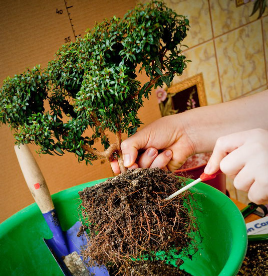 Пересадка мирта