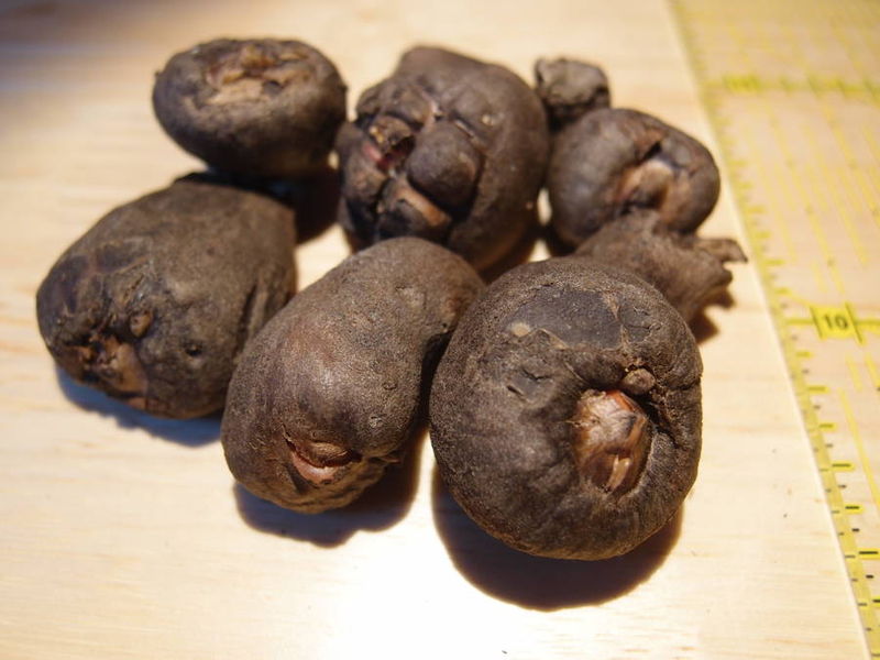 Как размножается комнатный цветок аморфофалус