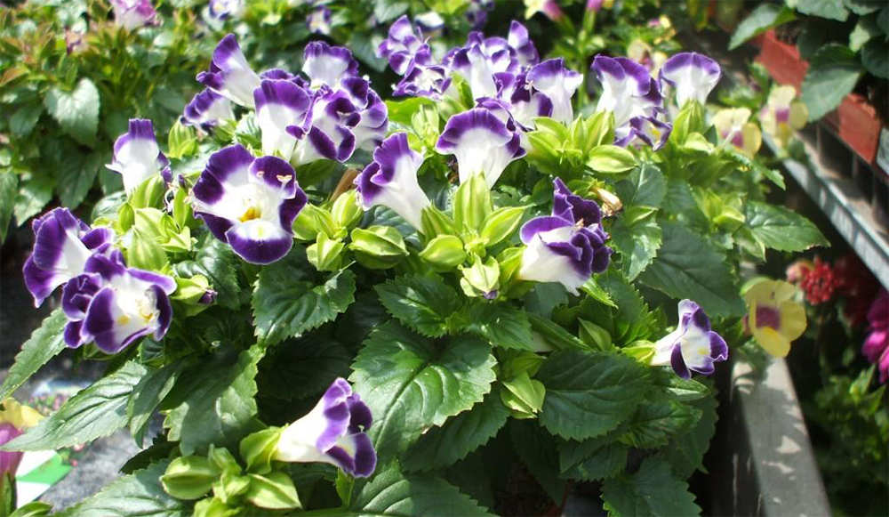 Торения в ландшафтном дизайне