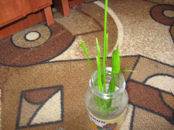 Размножение циперуса