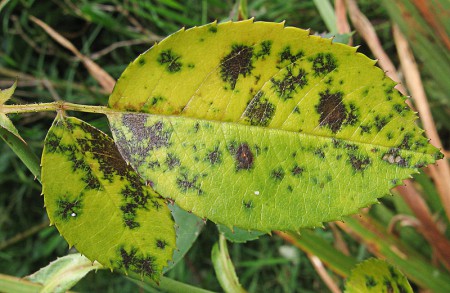 Чёрная пятнистость на розах