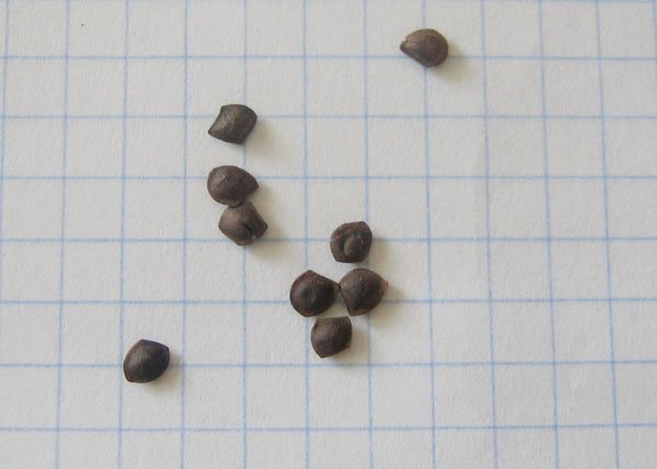 Семяна мимозы стыдливой