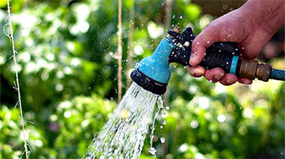 Правила ухода за монардой