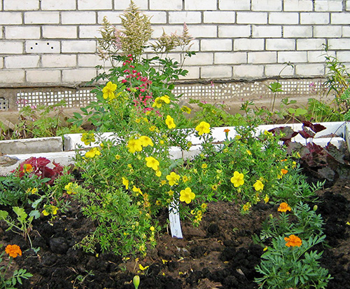 Уход за лапчаткой кустарниковой