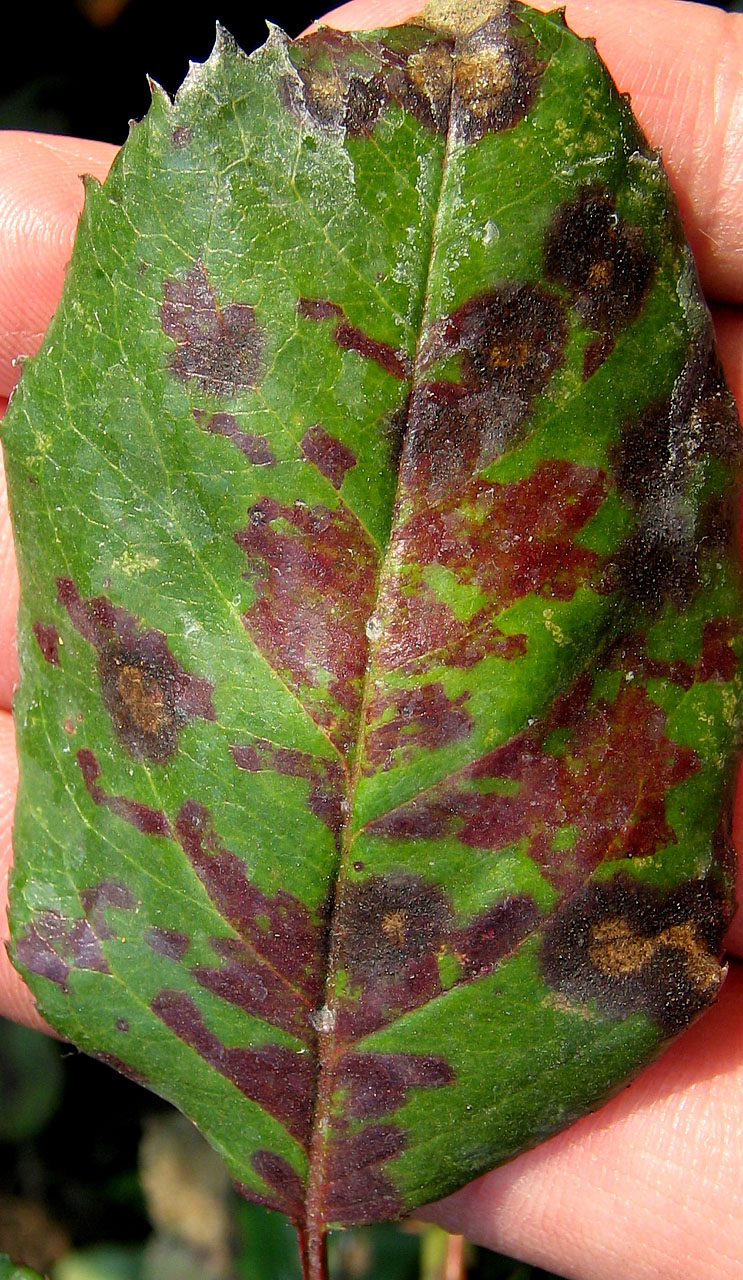 Пероноспороз на розах