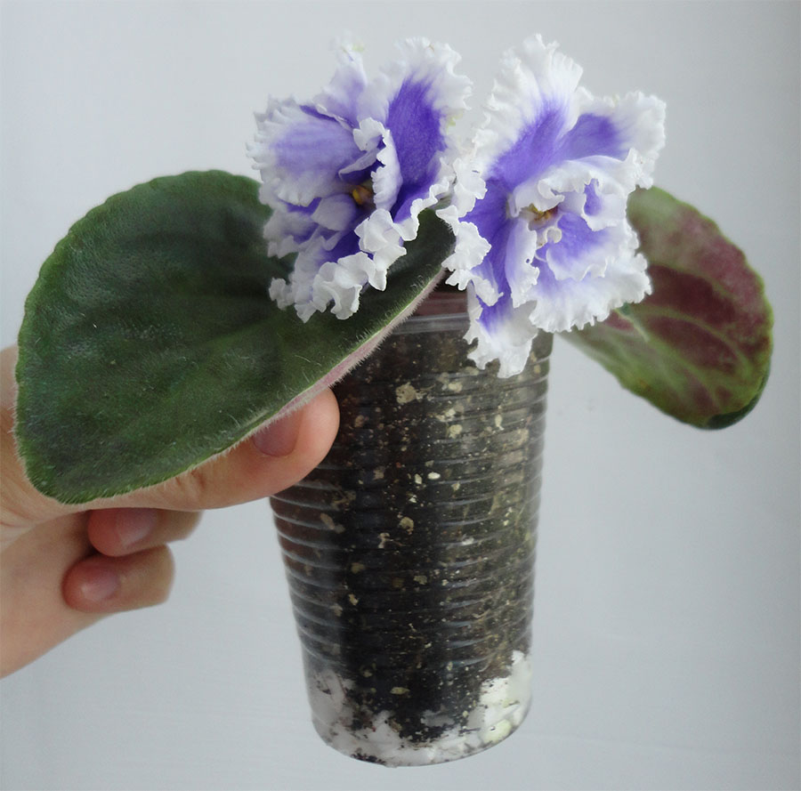 Покупаем сенполию в магазине