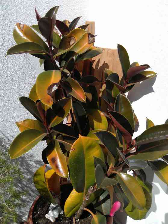 Фикус пожелтел