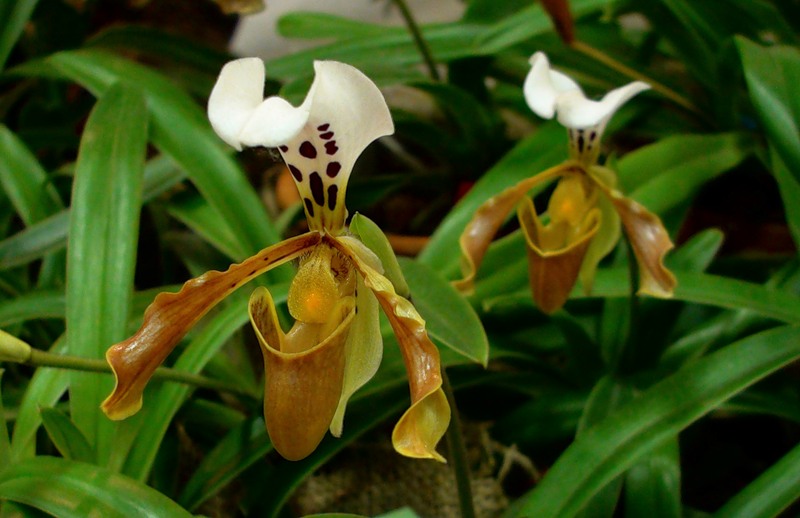 Орхидея пафиопедилум