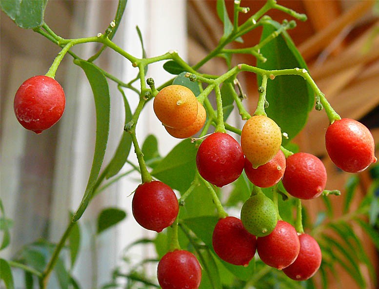 Мурайи, фото