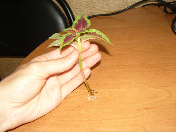 Колеус пересадка