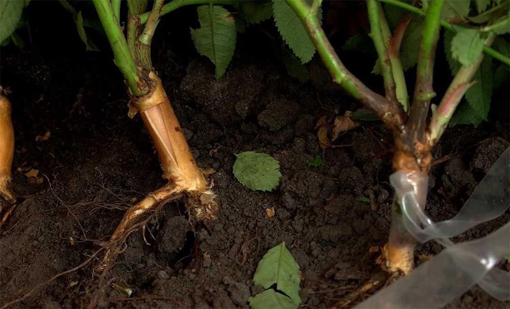 Размножение сорта розы Чайковский