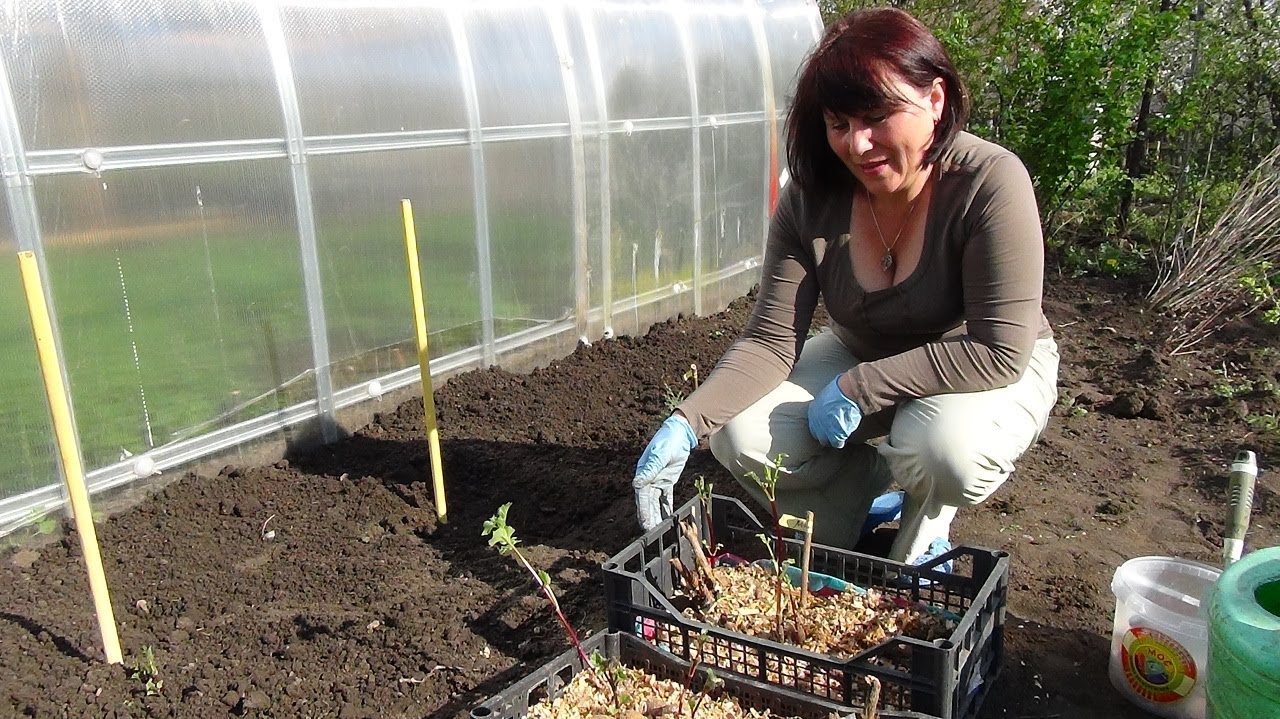 Место посадки георгин