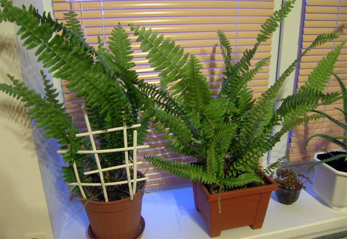 Нефролепис любит слегка затененные места