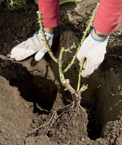 Посадка роз Блэк Баккара