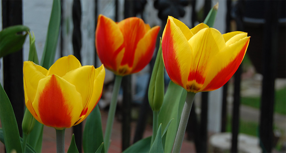 Тюльпаны Flair