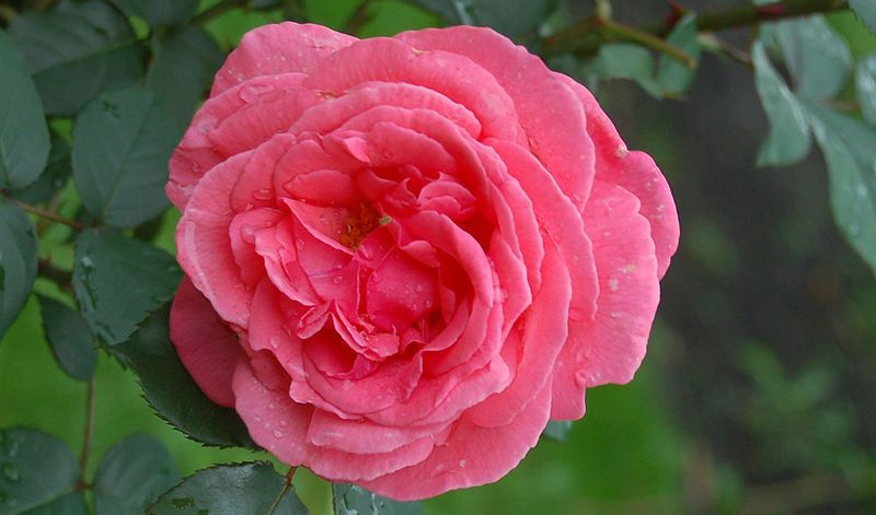 Роза Паризе Шарм