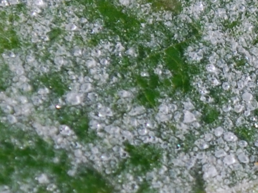 Мучнистая роса