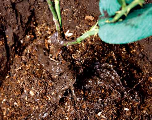 Посадка роз свани