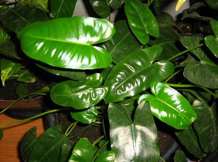 Уход за филодендроном