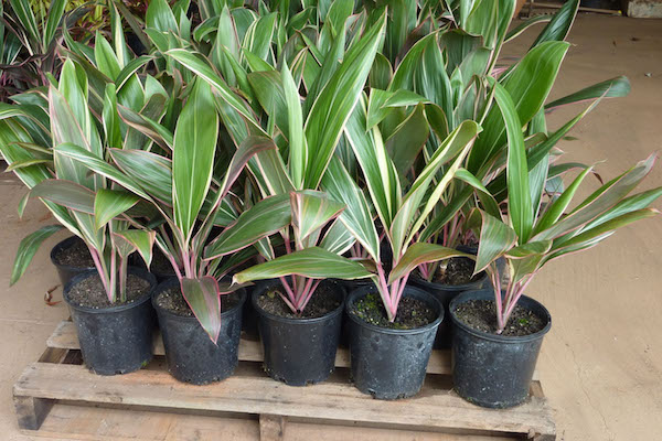 Размножение кордилины