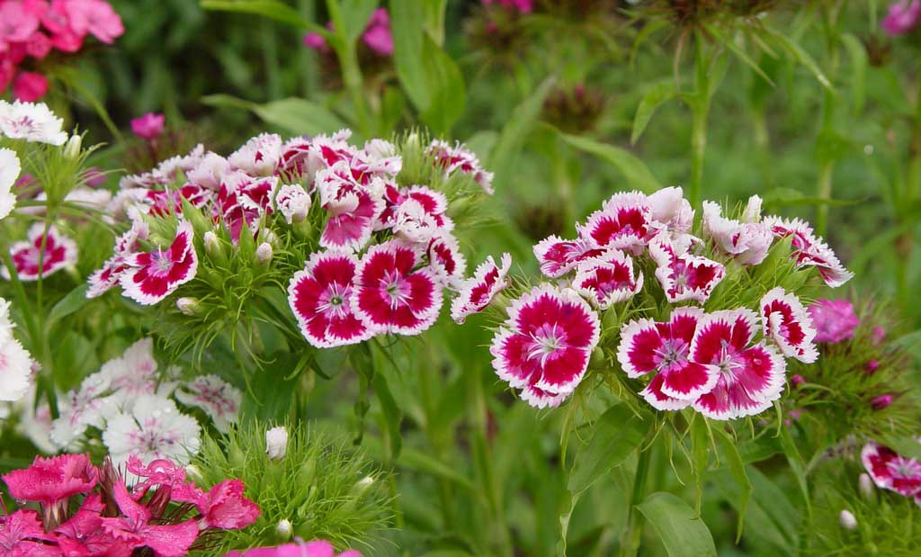 Гвоздика китайская