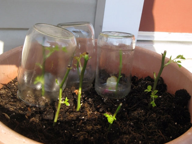 Способы размножения сорта Фердинанд Пичард