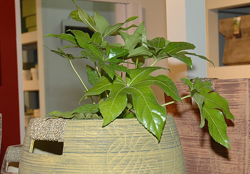 Как правильно ухаживать за фатсией