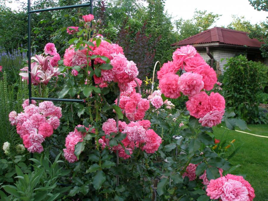 Розы сорта Розариум Ютерсен