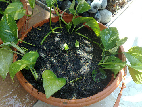 Сциндапсус