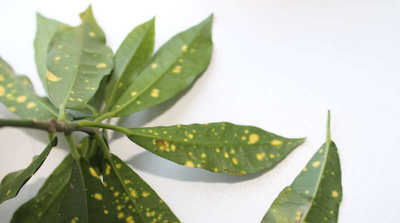 Вредители и болезни аукубы