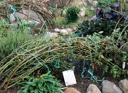 Укрываем плетистую розу Парад