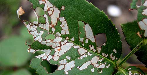 Лист розы пораженный розанным пилильщиком