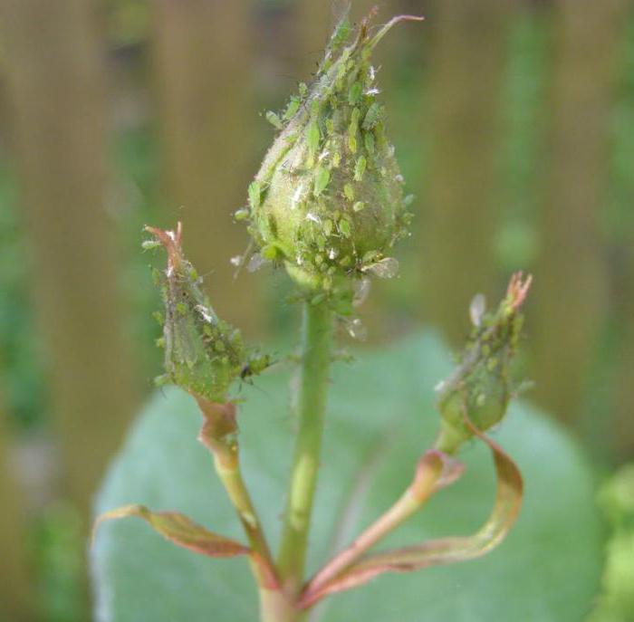 Зелёная тля на розах