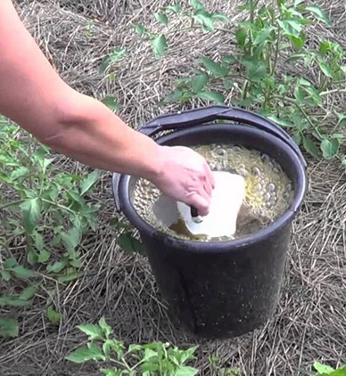 Раствор коровяка