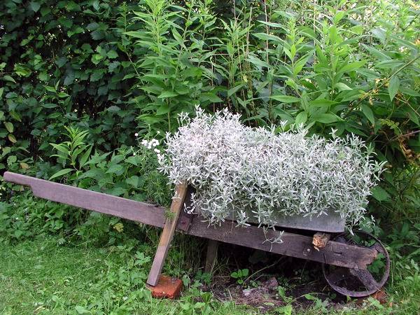 Ясолка войлочная