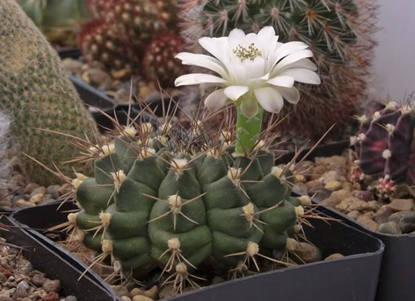 Гимнокалициум