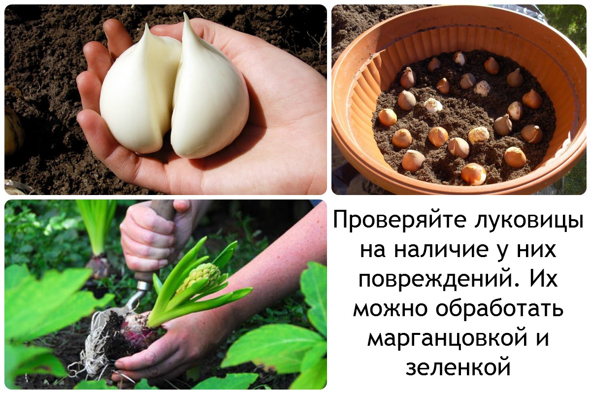 Посадка мускари