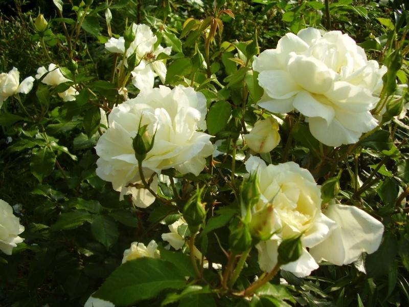 Роза Чайковский