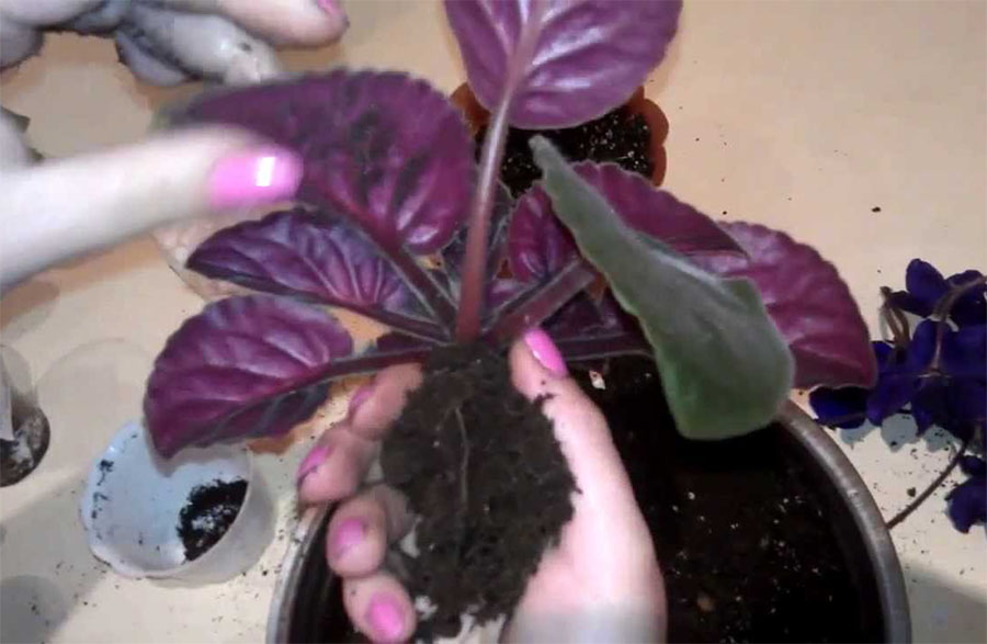 Пересадка сенполии