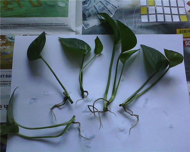 Способы размножение сциндапсуса