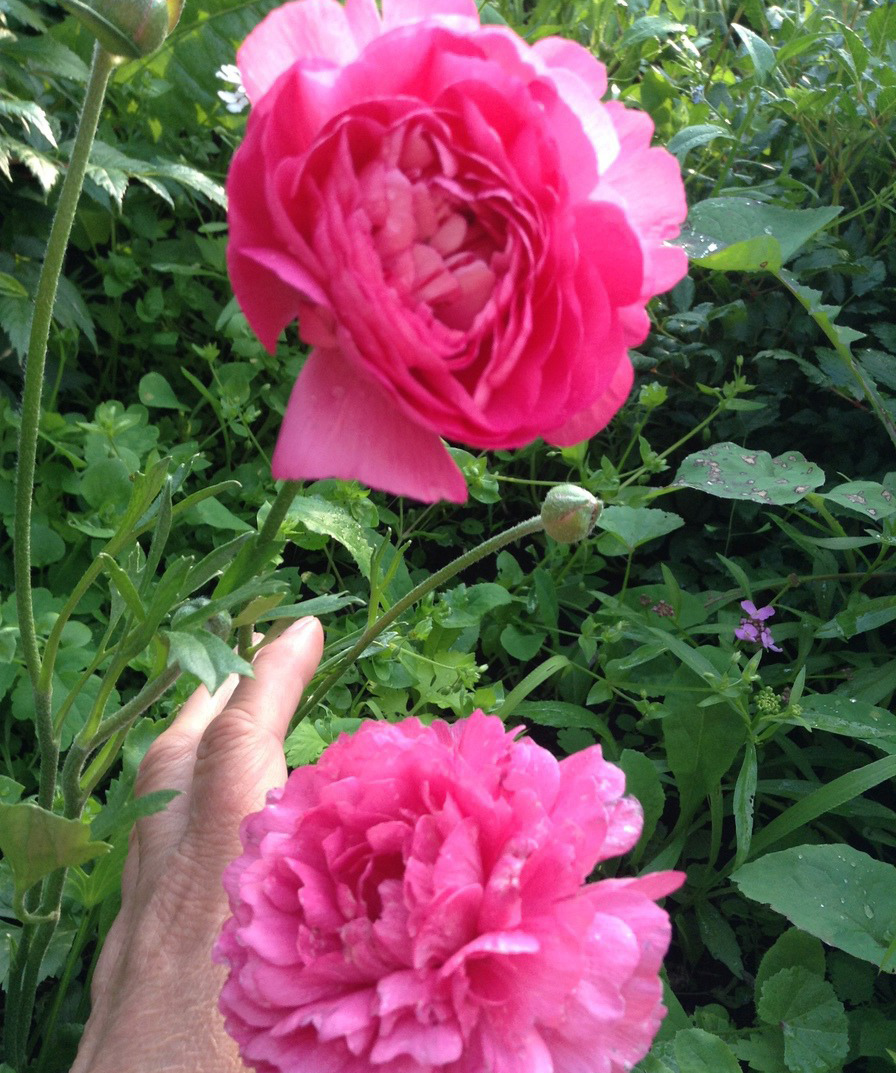 Лютик садовый